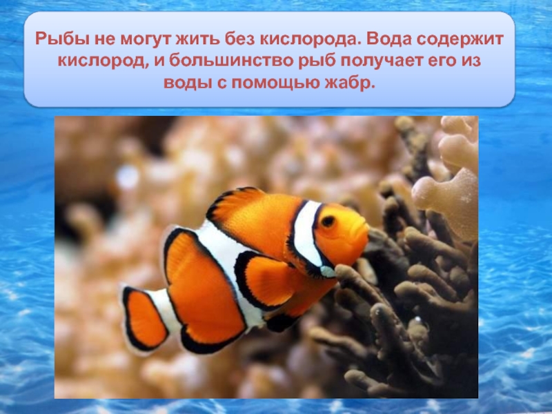 Организмы без кислорода способные. Рыбы без кислорода. Рыбы которые могут жить без кислорода. Рыбки живущие без кислорода. Какие рыбы живут без кислорода.