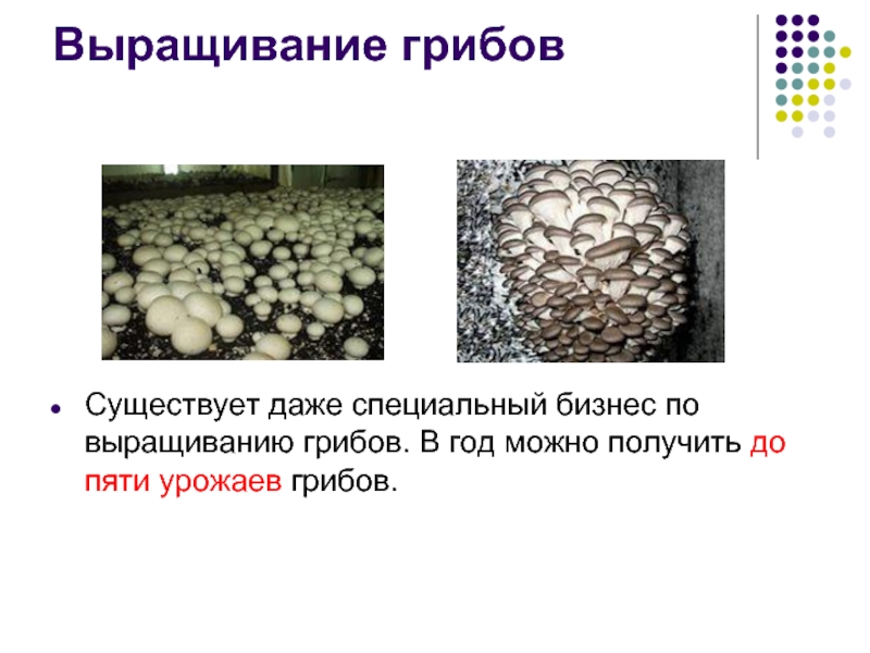 Выращивание грибов инструкция