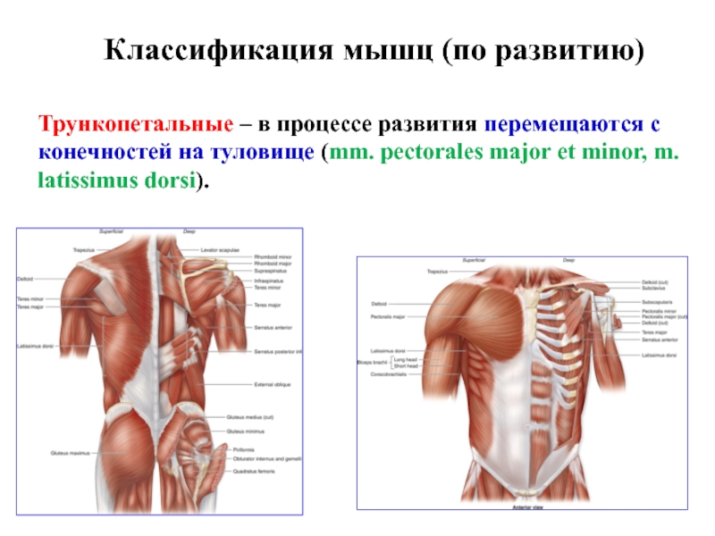 Классификация мышц. Классификация мышц по развитию. Классификация мышц туловища. Классификация мышц конечностей. Трункопетальных мышц?.