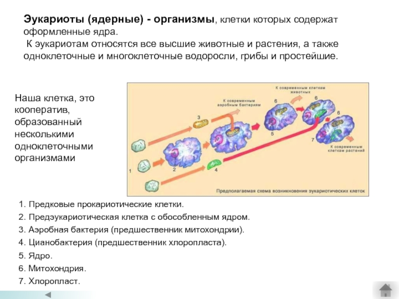 Эукариоты (ядерные) - организмы, клетки которых содержат оформленные ядра.  К эукариотам относятся все высшие животные и
