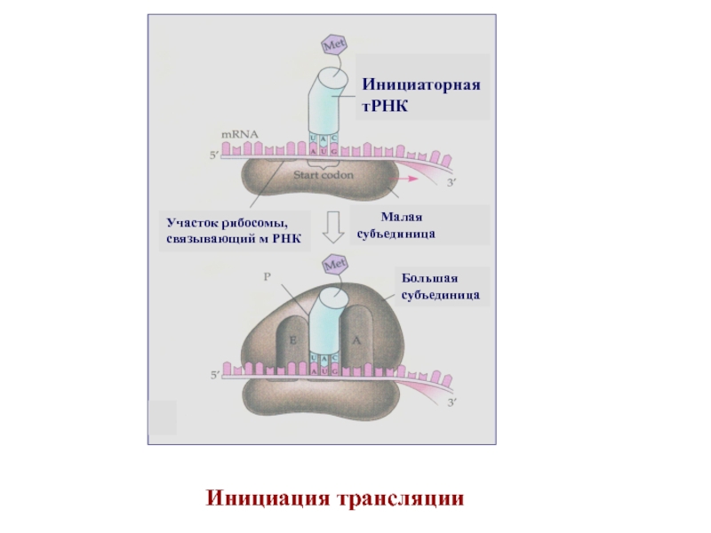 Сборка субъединиц рибосом где. Инициаторная ТРНК. Субъединица это. Участки большой субъединицы рибосомы. Рибосомы, связанные с одной молекулой МРНК -.