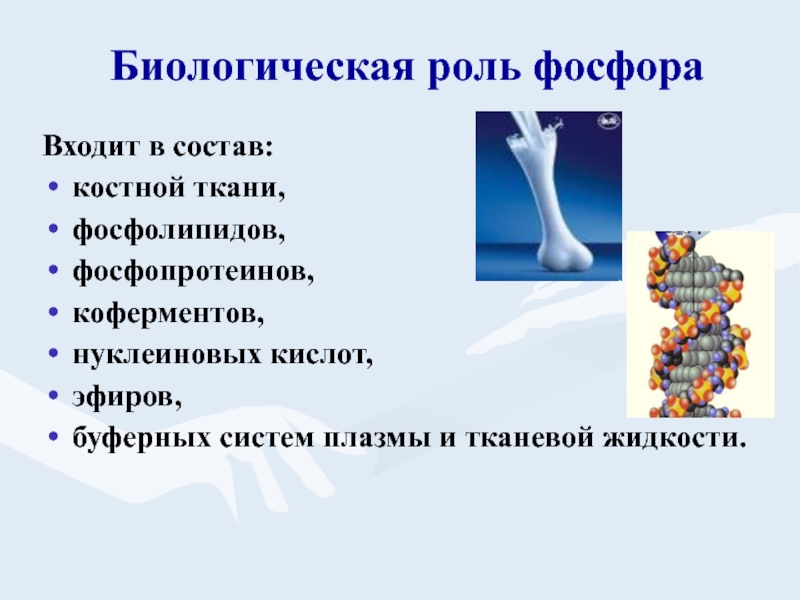 Фосфор входит. Биологическая роль фосфора. Биологическое значение фосфора. Биологическое значение фосфора в организме человека. Биологическая роль фосф.