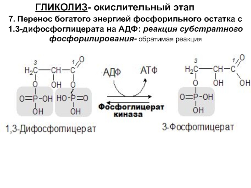 Протекание гликолиза кольцевые. Реакции субстратного фосфорилирования в гликолизе. Реакции субстратного фосфорилирования в процессе гликолиза. Субстратное фосфорилирование в гликолизе. 1 Реакция субстратного фосфорилирования гликолиз.