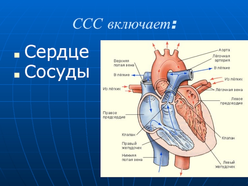 Строение сердца человека презентация