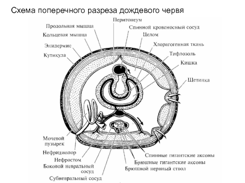 Схема в разрезе