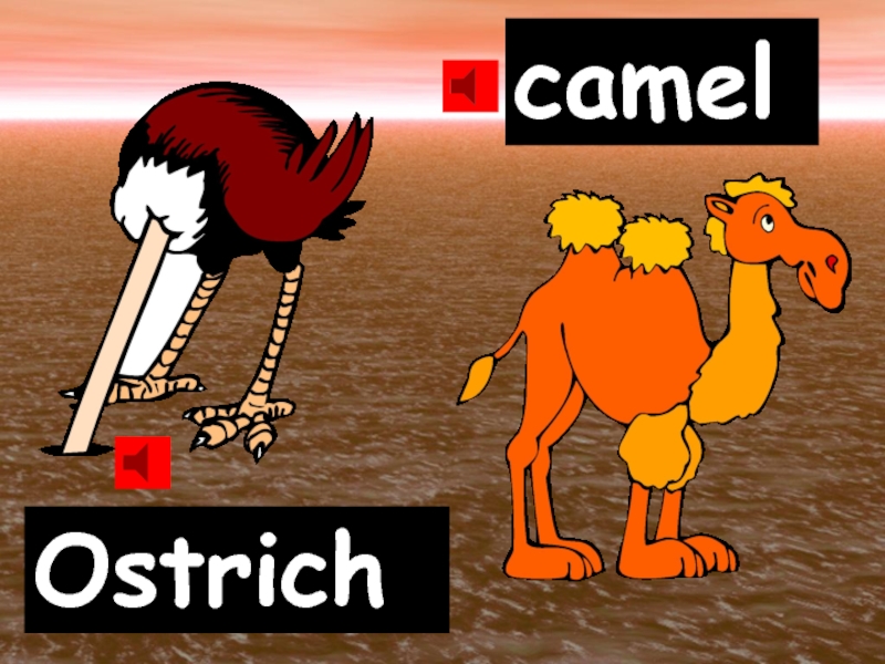 Ostrich camel