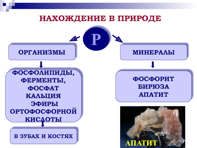 Минеральные организмы. Нахождение в природе фосфолипидов. Метиламин нахождение в природе. Фосфат кальция нахождение в природе. Классификация по месту нахождения в организме.