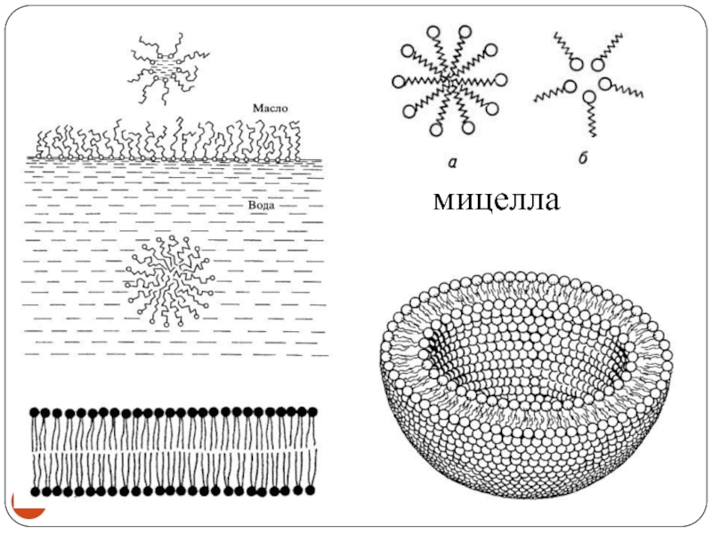 Схема строения мицелл