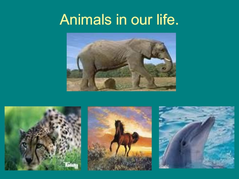 Презентация Animals in our life