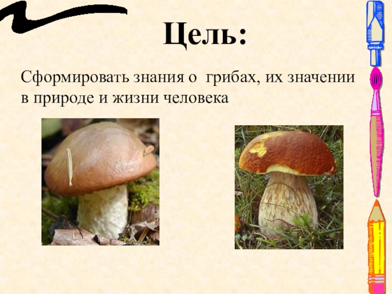 5 значений грибов в жизни человека. Разнообразие грибов в природе. Грибы в жизни человека. Грибы в жизни человека и в природе. Грибы в жизни человека сообщение.