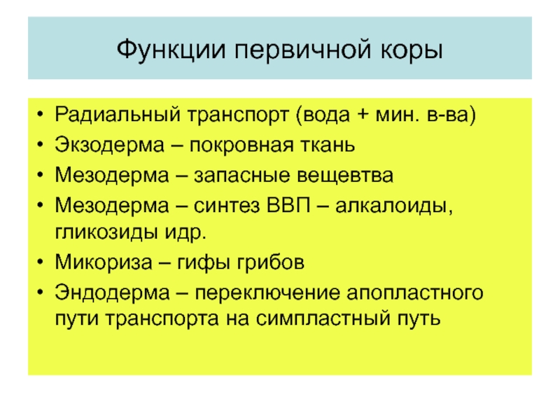 Функции коры. Первичная кора функции. Первичная кора строение и функции. Функции первичной коры корня. Первичная кора выполняемая функция.