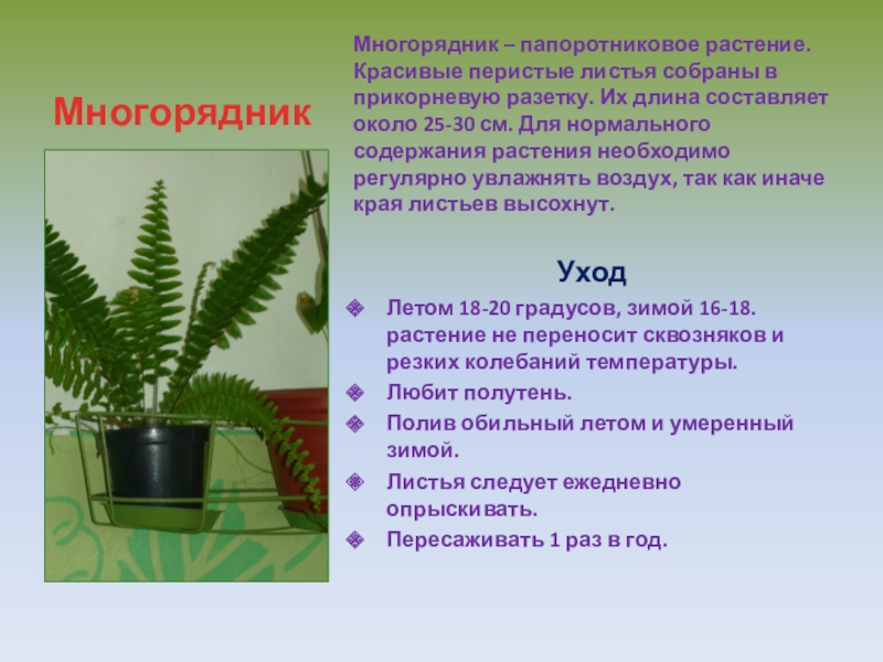 Содержание цветов. Информация про комнатные растения начальная школа. Растение и их длина. Нормальный пересказ на тему комнатные растения. Цветок который собирает листья.