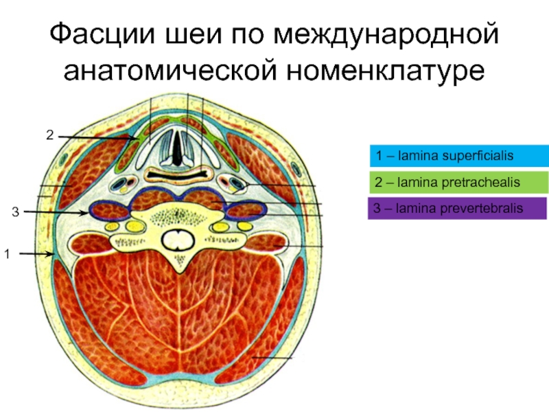 Фасции шеи схема