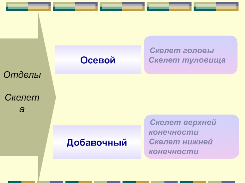 Отделы скелета. Осевой и добавочный скелет. Осевой и добавочный скелет таблица. Отделы добавочного скелета. Отделы скелета человека 8 класс.