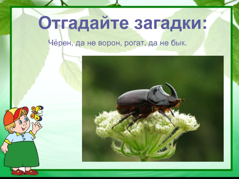 Черные загадки. Чёрен да не ворон рогат да не бык. Загадка черен да не ворон рогат да. Загадка черен да не ворон рогат да не бык.