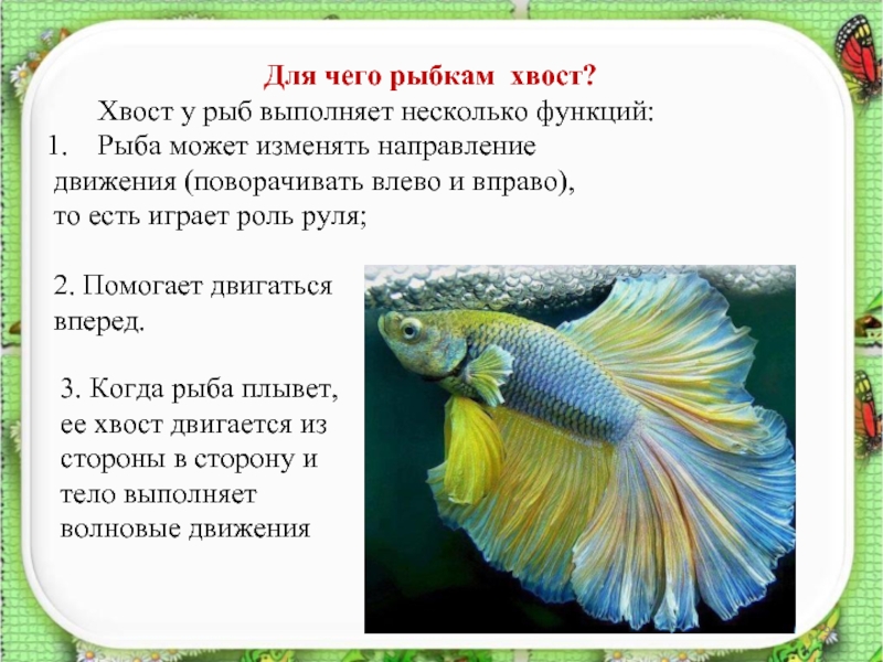 Для чего рыбкам хвост? 	Хвост у рыб выполняет несколько функций: Рыба может изменять направление движения (поворачивать влево и