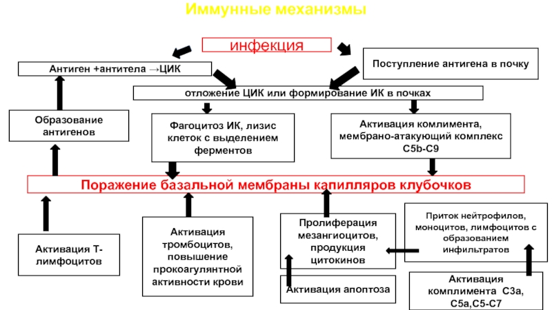 Иммунные механизмы. Циркулирующие иммунные комплексы антиген антитело. Иммунный механизм гломерулонефрита. Образование антигенов.