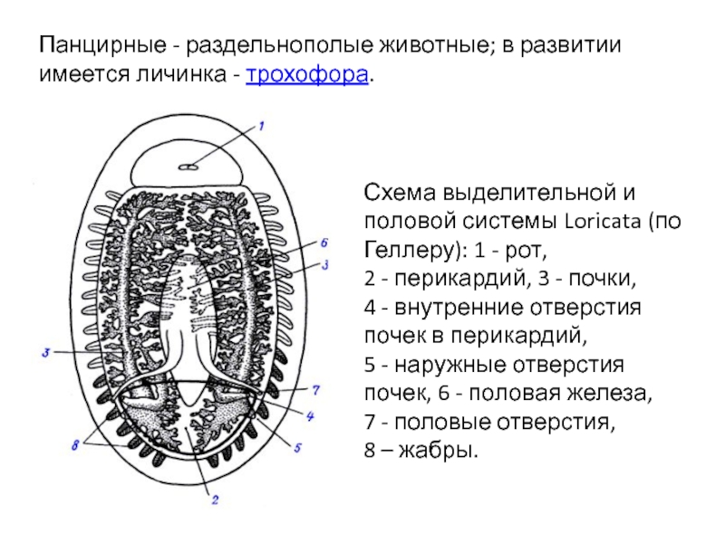 Polyplacophora схема внутренней организации