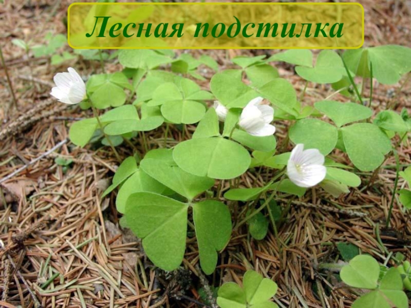 Жизнь леса 4. Жизнь леса растения. Кислица с окружающего мира. Растение Кислица растительное сообщество. Кислица Челябинская область.