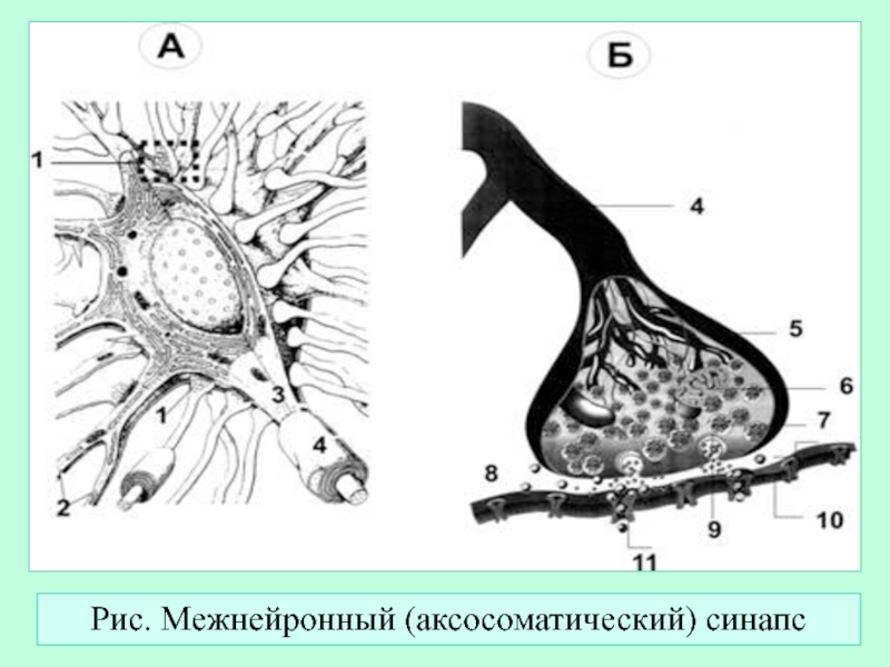 Схема строения межнейронного синапса