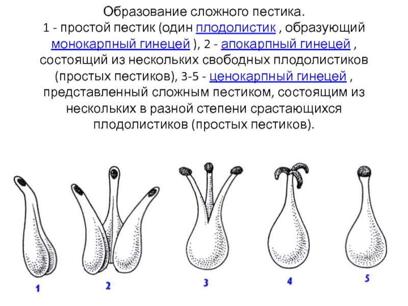 Какой признак показанный. Лизикарпный гинецей. Ценокарпный гинецей. Синкарпный гинецей. Монокарпный гинецей.