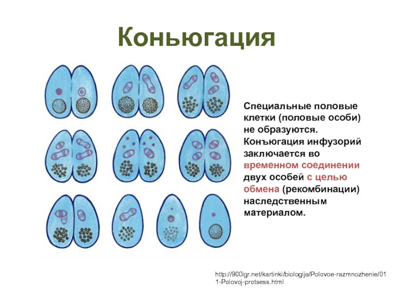 Конъюгация у инфузорий схема