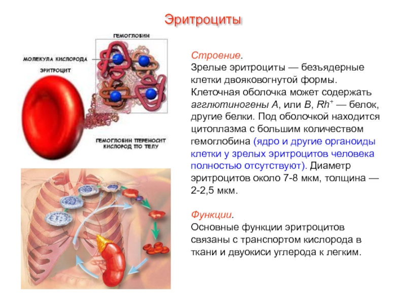 Эритроциты строение. Строение цитоплазмы эритроцита. Строение эритроцита органоиды. Органеллы эритроцитов. Строение эритроцитов.