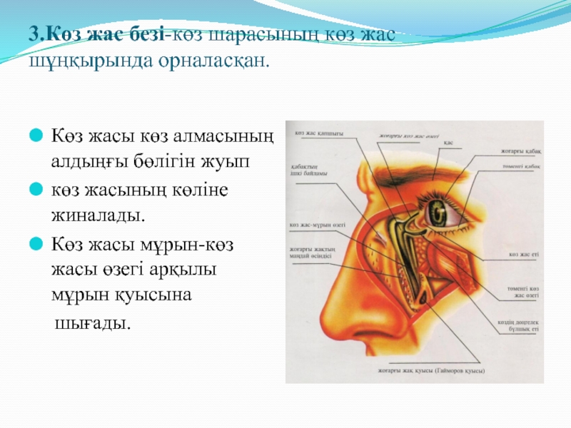 Көз құрылысы презентация