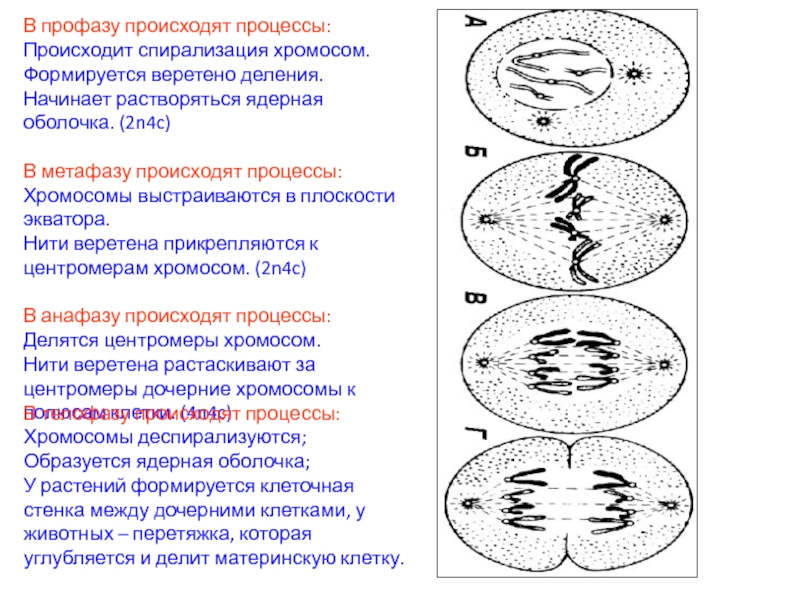 Формирование веретена деления митоз. Митоз спирализация хромосом фаза. Таблица "митотическое деление клетки (Непрямое деление). Нити веретена деления прикрепляются к центромерам хромосом в.