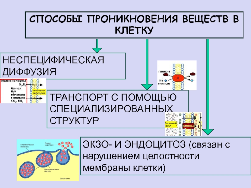 Питательные вещества клетки. Способы поступления веществ в клетку. Способы проникновения веществ в клетку. Способы проникновения питательных веществ в клетку. Механизмы поступления веществ в клетку.