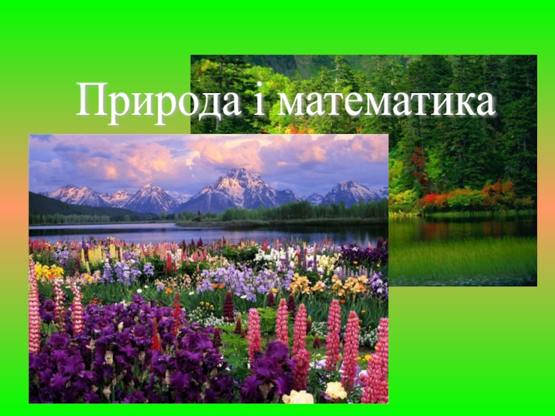 Математика в природе. Природа в математике. Математика в природе примеры. Математика в природе фото.