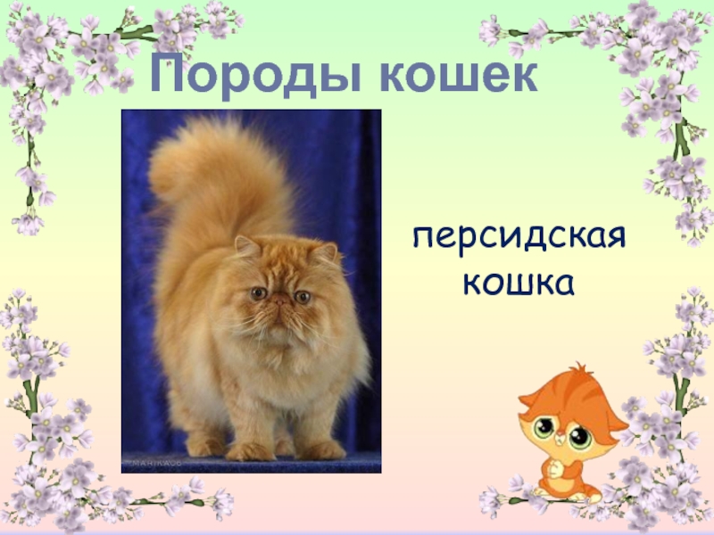 Кошки 1 класс породы презентация