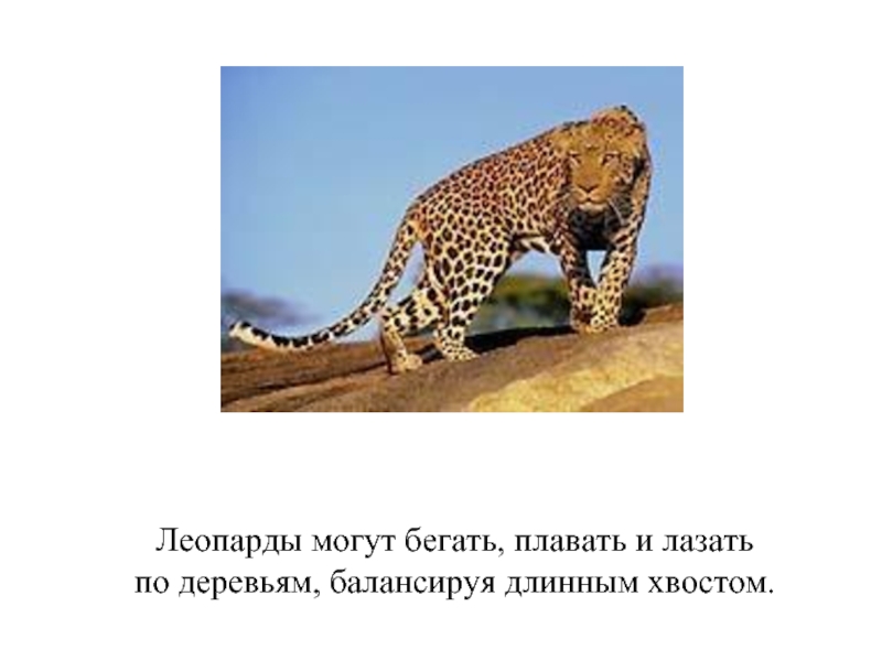 Леопарды могут бегать, плавать и лазатьпо деревьям, балансируя длинным хвостом.
