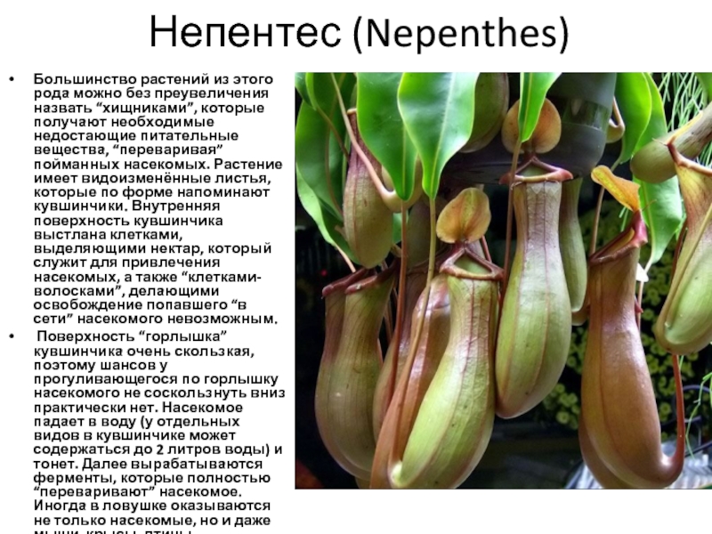 Непентес (Nepenthes)Большинство растений из этого рода можно без преувеличения назвать “хищниками”, которые получают необходимые недостающие питательные вещества,