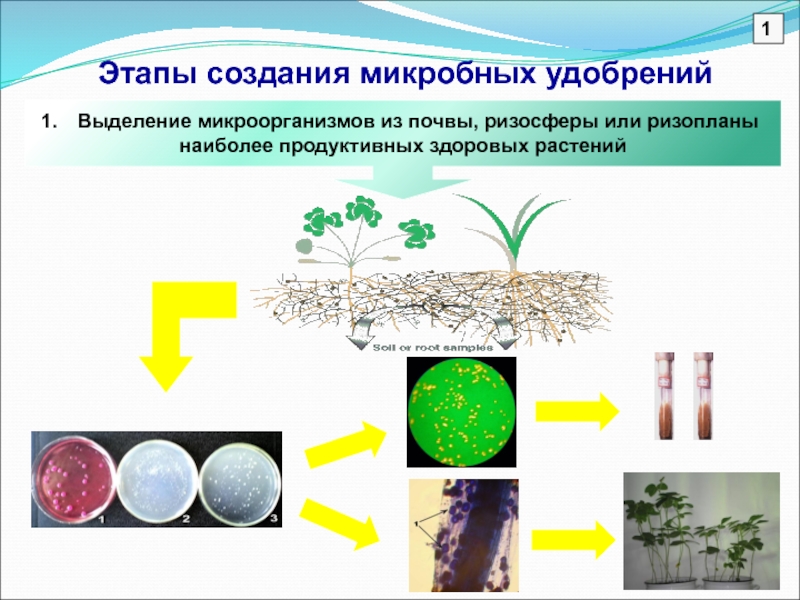 Что выделяют бактерии. Выделение микроорганизмов из почвы. Ризосфера микроорганизмы. Микробно-растительные взаимодействия в ризосфере и ризоплане.. Влияние бактерий на растения.