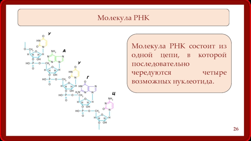 Строение молекулы рнк схема