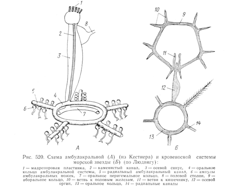 Схема строения амбулакральной системы иглокожих - 91 фото