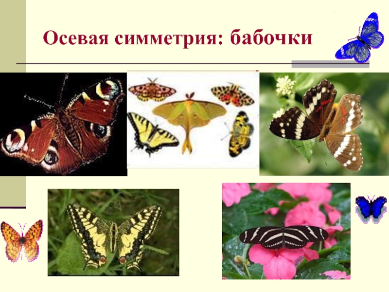 Осевая симметрия: бабочки