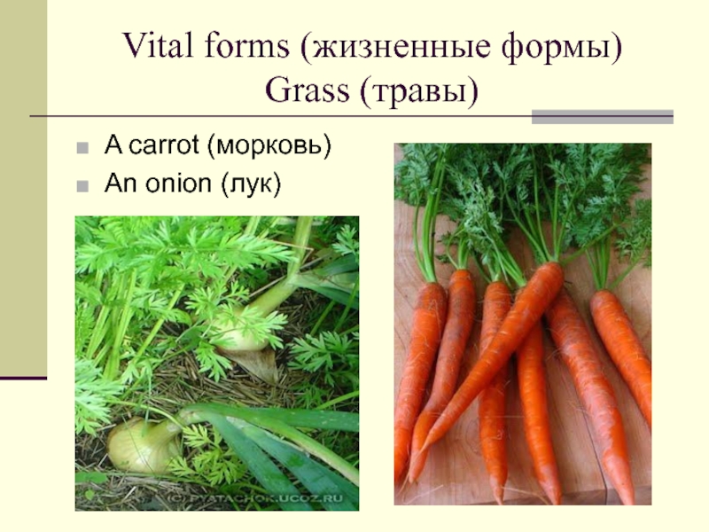 Класс растения морковь. Жизненная форма моркови. Морковь жизненная форма растения. Жизненная форма моркови посевной. Морковь какая жизненная форма.