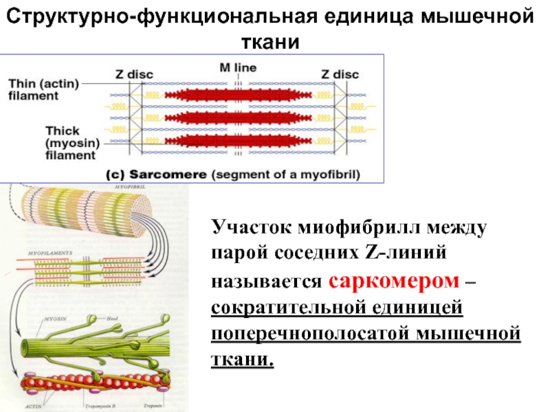 Наименьшей структурной и функциональной единицей. Структурная функциональная единица мышечной ткани. Структурно-функциональная единица мышечного волокна. Структурно функциональная единица мышцы саркомер. Структурно-функциональная единица поперечно-полосатой мышечной.