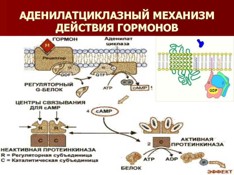 Аденилатциклазная система схема