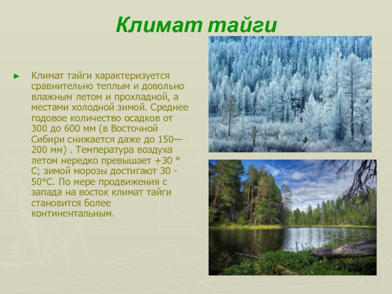 Климат, почвы и значение Тайги для России.