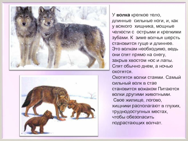 Описание картины серый волк. Рассказ о волке 2 класс. Волк описание животного. Описание волка. Рассказ о волке описание.