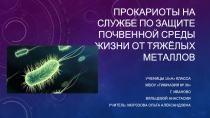 Прокариоты на службе по защите почвенной среды жизни от тяжёлых металлов