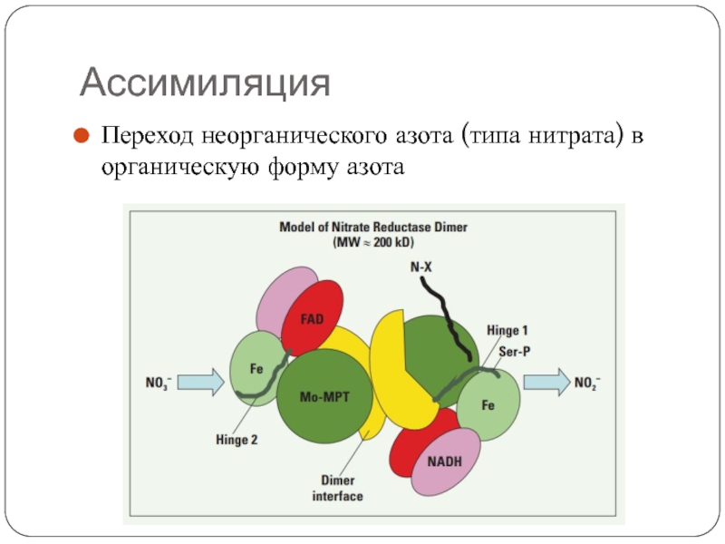 Нитрат азота