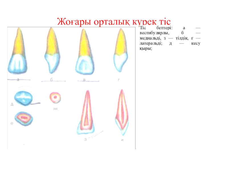 Тістем түрлері презентация