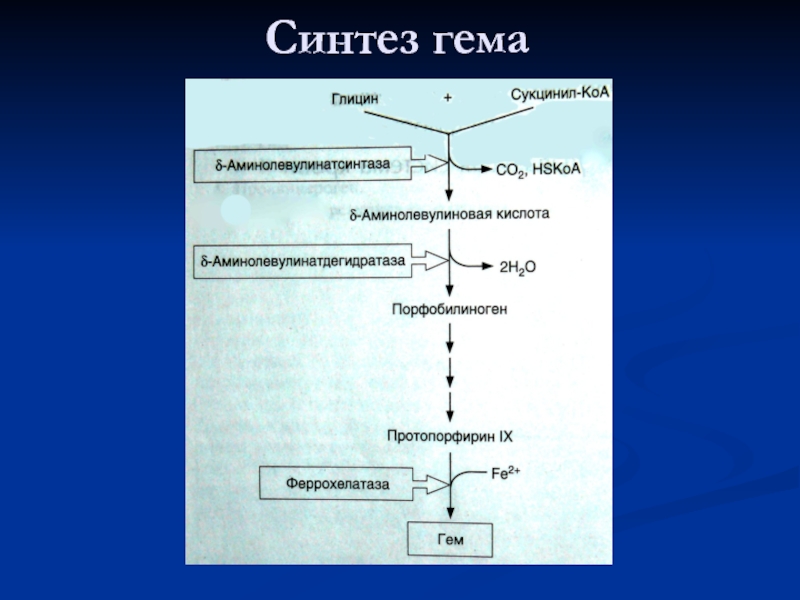 Схема синтеза гема биохимия