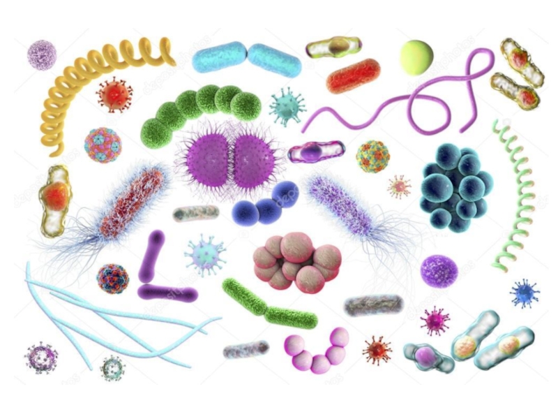 Особенности строения бактериальной клетки. Многообразие форм бактерий