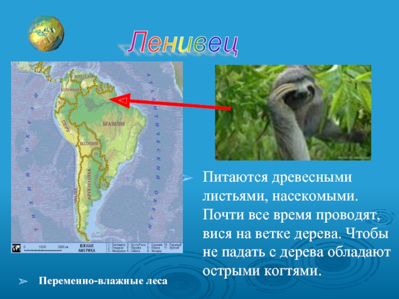 Где обитает ленивец на каком материке. На каком материке обитает Ленивец. Где живут ленивцы на каком материке. Ленивец место обитания на карте. Где живет Ленивец материк.