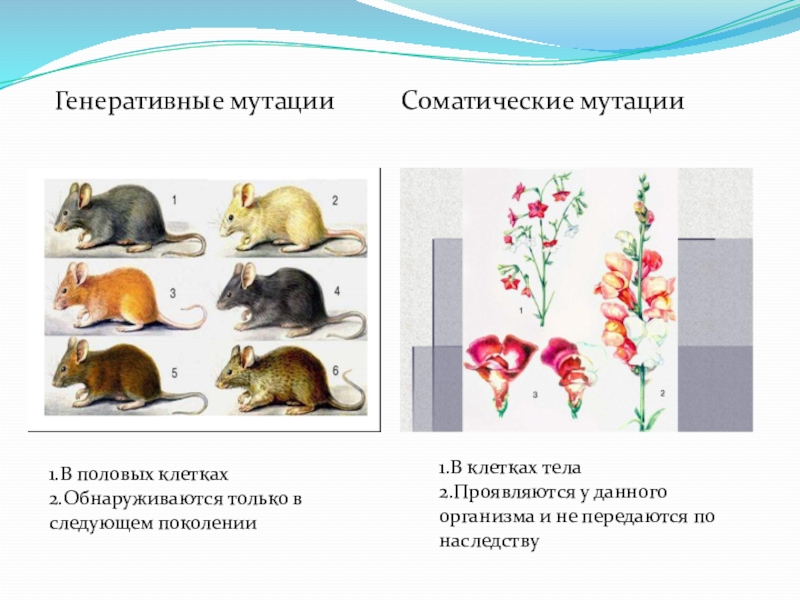 Презентация по биологии 10 класс мутационная изменчивость